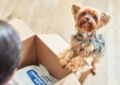Boy and his pet terrier looking inside a box with Hill’s pet food.