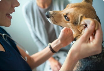 Veterinary check health dog