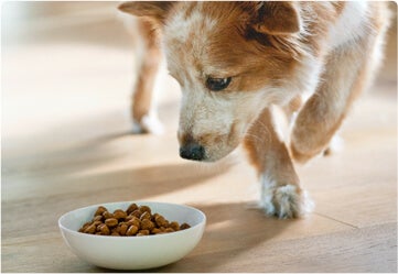 White and brown dog looking at pet food in a bowl on the floor.