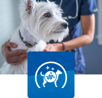 A dog with a veterinary professional