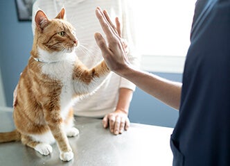 Orange and white cat on exam table pressing paw to owner’s open palm in a “high-five” motion.