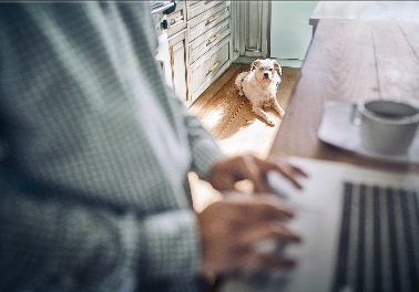 Person typing on laptop at kitchen counter while white dog laying on the floor nearby is looking intently toward them.  
